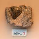 Trigonia interlaevigata - Naturhistorisches Museum Nürnberg - Nuremberg, Germany - DSC04164