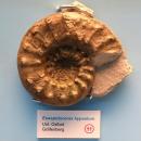 Euaspidoceras hypselum - Naturhistorisches Museum Nürnberg - Nuremberg, Germany - DSC04155