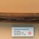 Megateuthis gigantea - Naturhistorisches Museum Nürnberg - Nuremberg, Germany - DSC04163