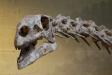 Plateosaurus skull