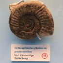 Orthosphinctes (Ardescia) proinconditus - Naturhistorisches Museum Nürnberg - Nuremberg, Germany - DSC04156