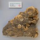 Dactylioceras athleticum - Naturhistorisches Museum Nürnberg - Nuremberg, Germany - DSC04161