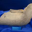 Lower jaw fragment, probably Mammuthus primigenius - Naturhistorisches Museum Nürnberg - Nuremberg, Germany - DSC04154