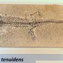 Mesosaurus tenuidens - Naturhistorisches Museum Nürnberg - Nuremberg, Germany - DSC04194
