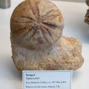 Clypeus plotii - Naturhistorisches Museum Nürnberg - Nuremberg, Germany - DSC04175