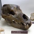 Ursus spelaeus - Naturhistorisches Museum Nürnberg - Nuremberg, Germany - DSC04200