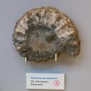Pleuroceras spinatum - Naturhistorisches Museum Nürnberg - Nuremberg, Germany - DSC04160