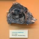 Leioceras opalinum - Naturhistorisches Museum Nürnberg - Nuremberg, Germany - DSC04158