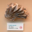 Lopha marshii - Naturhistorisches Museum Nürnberg - Nuremberg, Germany - DSC04162