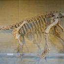 Plateosaurus engelhardti, view 1 - Naturhistorisches Museum Nürnberg - Nuremberg, Gemany - DSC04236
