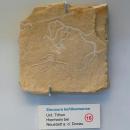 Sinosura kehlheimense - Naturhistorisches Museum Nürnberg - Nuremberg, Germany - DSC04166